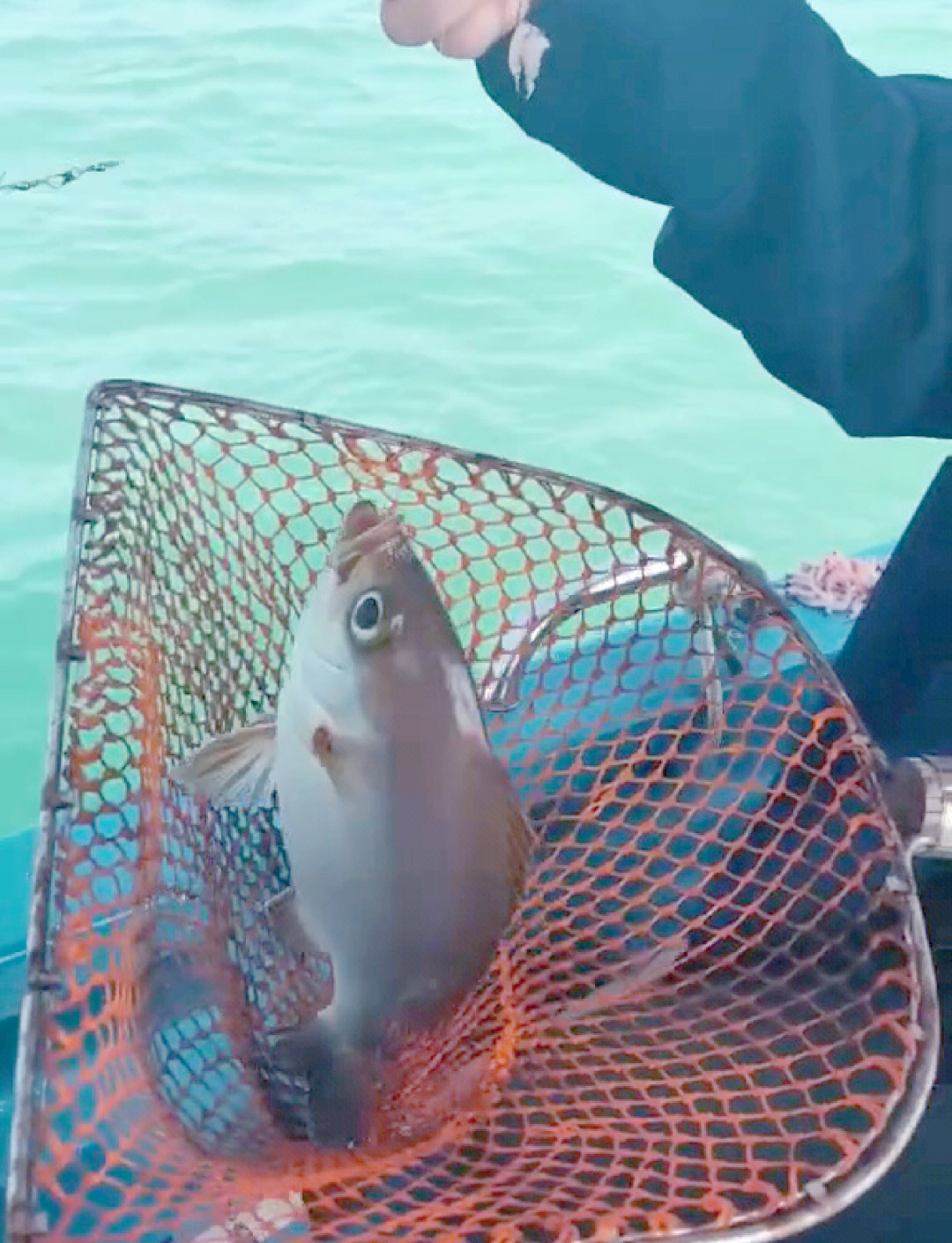 惠东12月海钓(惠东海边钓鱼) 惠东12月海钓(惠东海边钓鱼)