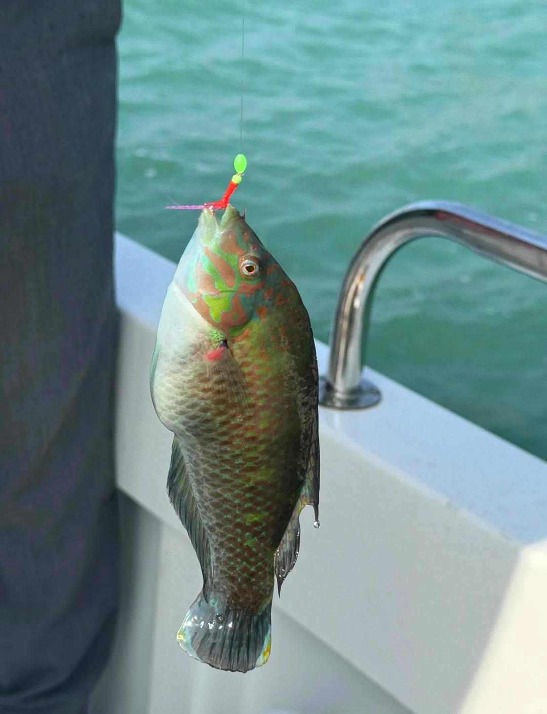 惠东12月海钓(惠东海边钓鱼) 惠东12月海钓(惠东海边钓鱼)