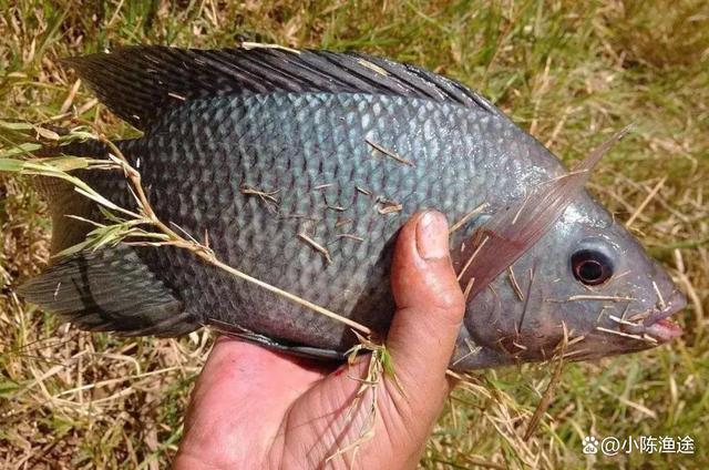野钓罗非鱼技巧的视频(野钓罗非攻略) 野钓罗非鱼技巧的视频(野钓罗非攻略)