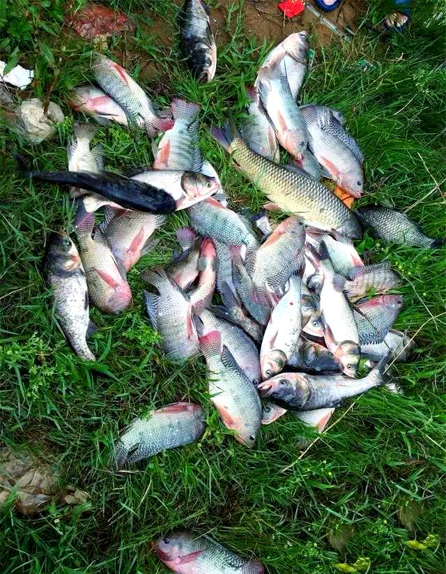 野钓罗非鱼技巧的视频(野钓罗非攻略) 野钓罗非鱼技巧的视频(野钓罗非攻略)