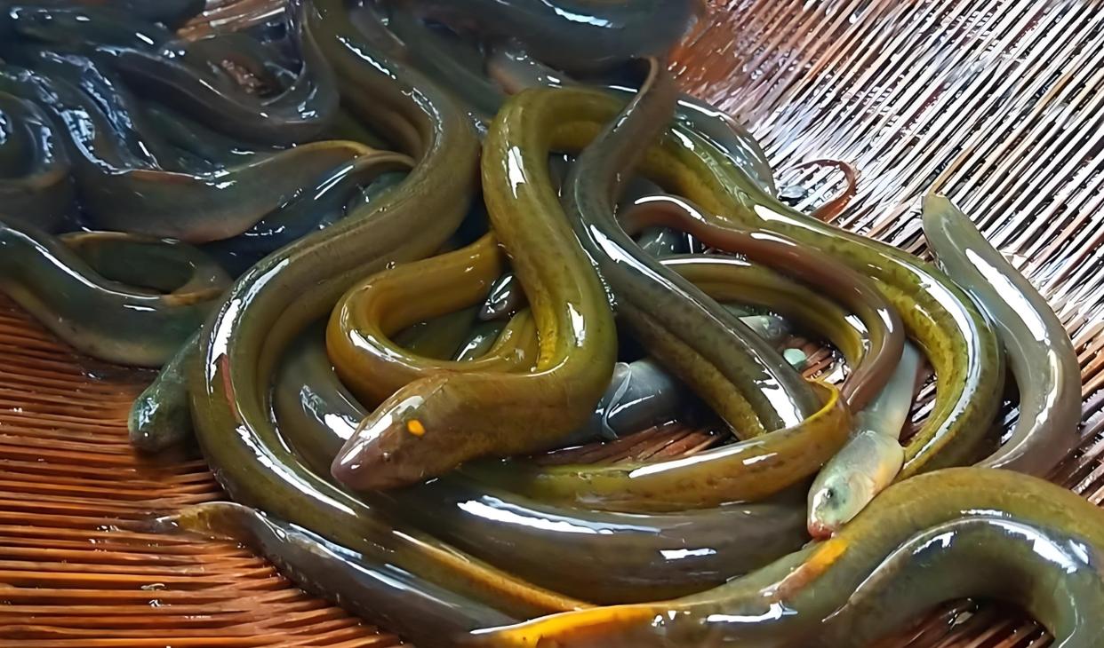 用泥鳅钓黑鱼的技巧(用泥鳅钓黑鱼的技巧图解) 用泥鳅钓黑鱼的技巧(用泥鳅钓黑鱼的技巧图解)