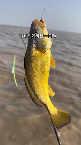 鸡骨礁海钓章跳(夜光海钓鱿鱼钩章鱼钩) 鸡骨礁海钓章跳(夜光海钓鱿鱼钩章鱼钩)