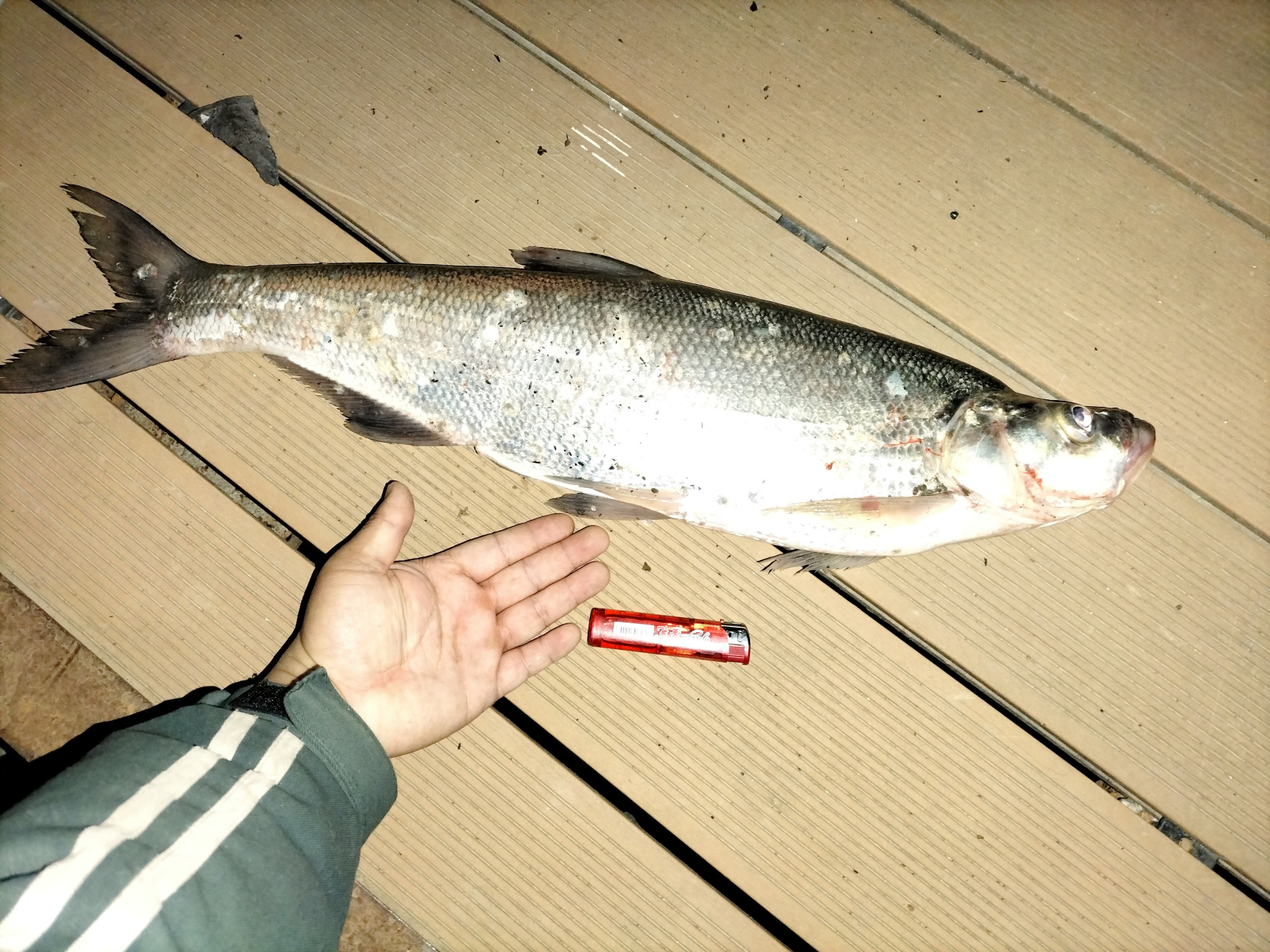 路亚小胖视频(路亚小胖主要钓什么鱼?) 路亚小胖视频(路亚小胖主要钓什么鱼?)