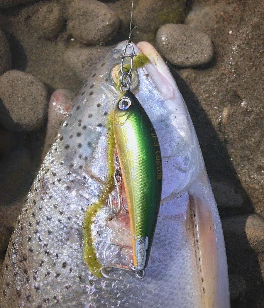 三耳鱼路亚(为什么钓场禁止路亚) 三耳鱼路亚(为什么钓场禁止路亚)