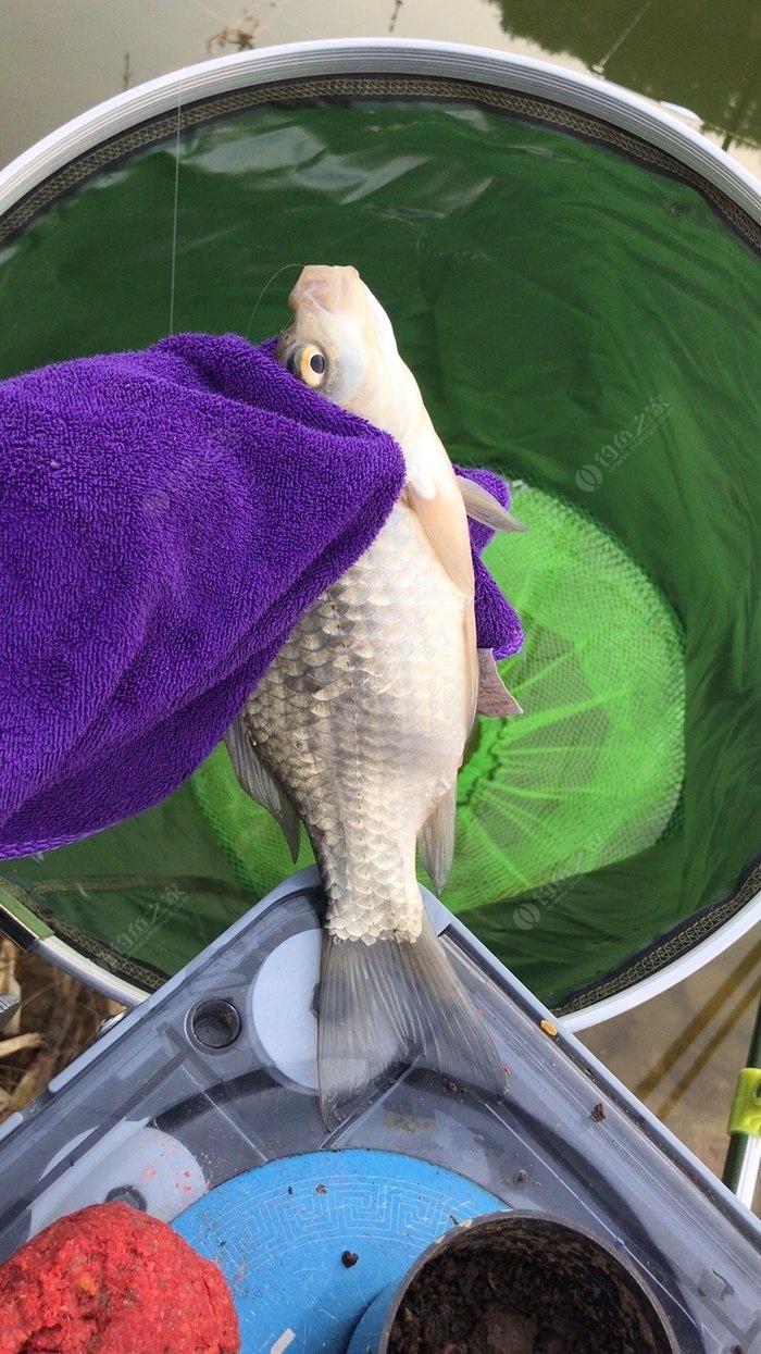 月钓鲤鱼老鬼饵料(老鬼鲤鱼引诱剂怎么样) 月钓鲤鱼老鬼饵料(老鬼鲤鱼引诱剂怎么样)