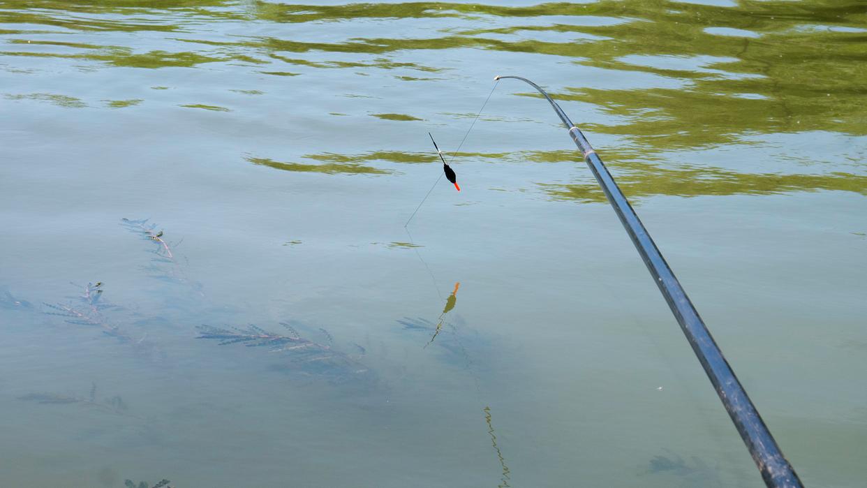 夏季深水钓草鱼技巧(夏季深水钓草鱼技巧图解) 夏季深水钓草鱼技巧(夏季深水钓草鱼技巧图解)
