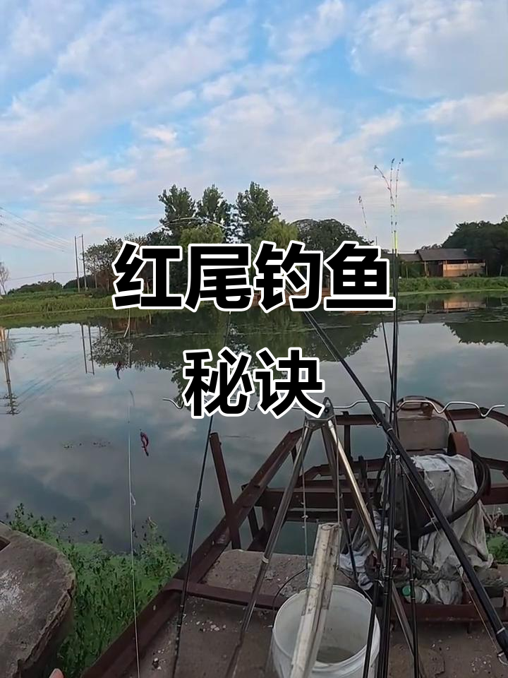 达奇水库钓红尾鱼技巧(玉米钓红尾鱼的最佳方法) 达奇水库钓红尾鱼技巧(玉米钓红尾鱼的最佳方法)