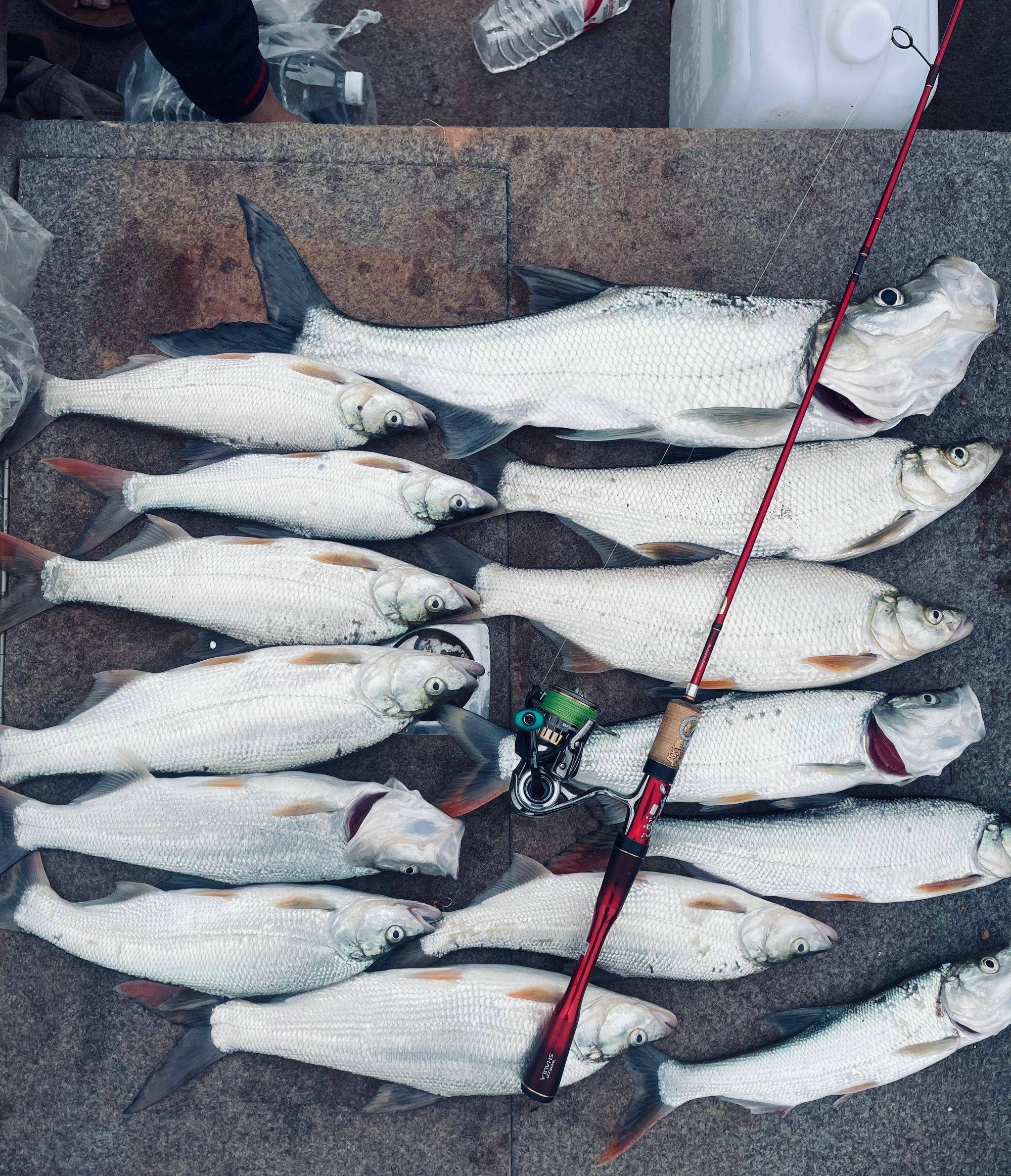 达奇水库钓红尾鱼技巧(玉米钓红尾鱼的最佳方法) 达奇水库钓红尾鱼技巧(玉米钓红尾鱼的最佳方法)