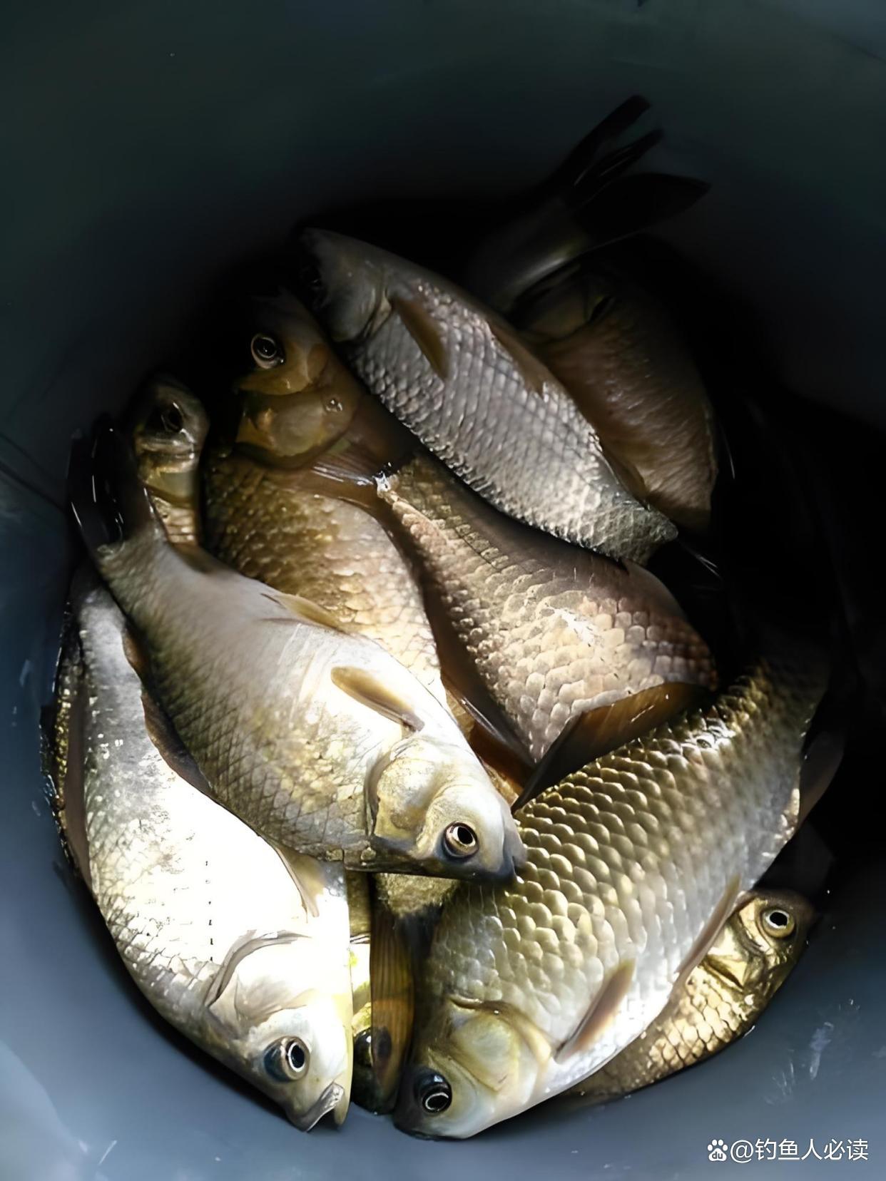 中秋节钓鲫鱼技巧(中秋钓鲫鱼钓深还是钓浅)