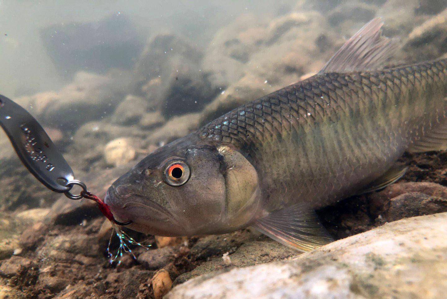 水库路亚大马口(路亚马口地点)