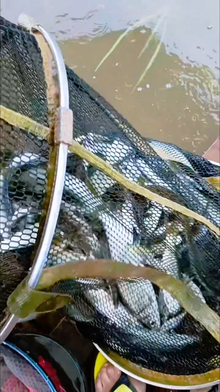 钓野生大黄尾技巧(野钓黄尾鱼技巧) 钓野生大黄尾技巧(野钓黄尾鱼技巧)
