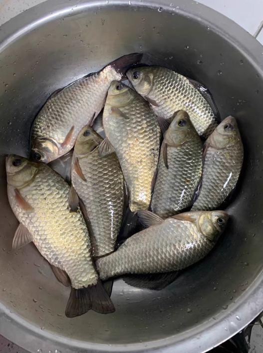 鱼慢饵料状态(饵料沉不到底怎么办) 鱼慢饵料状态(饵料沉不到底怎么办)