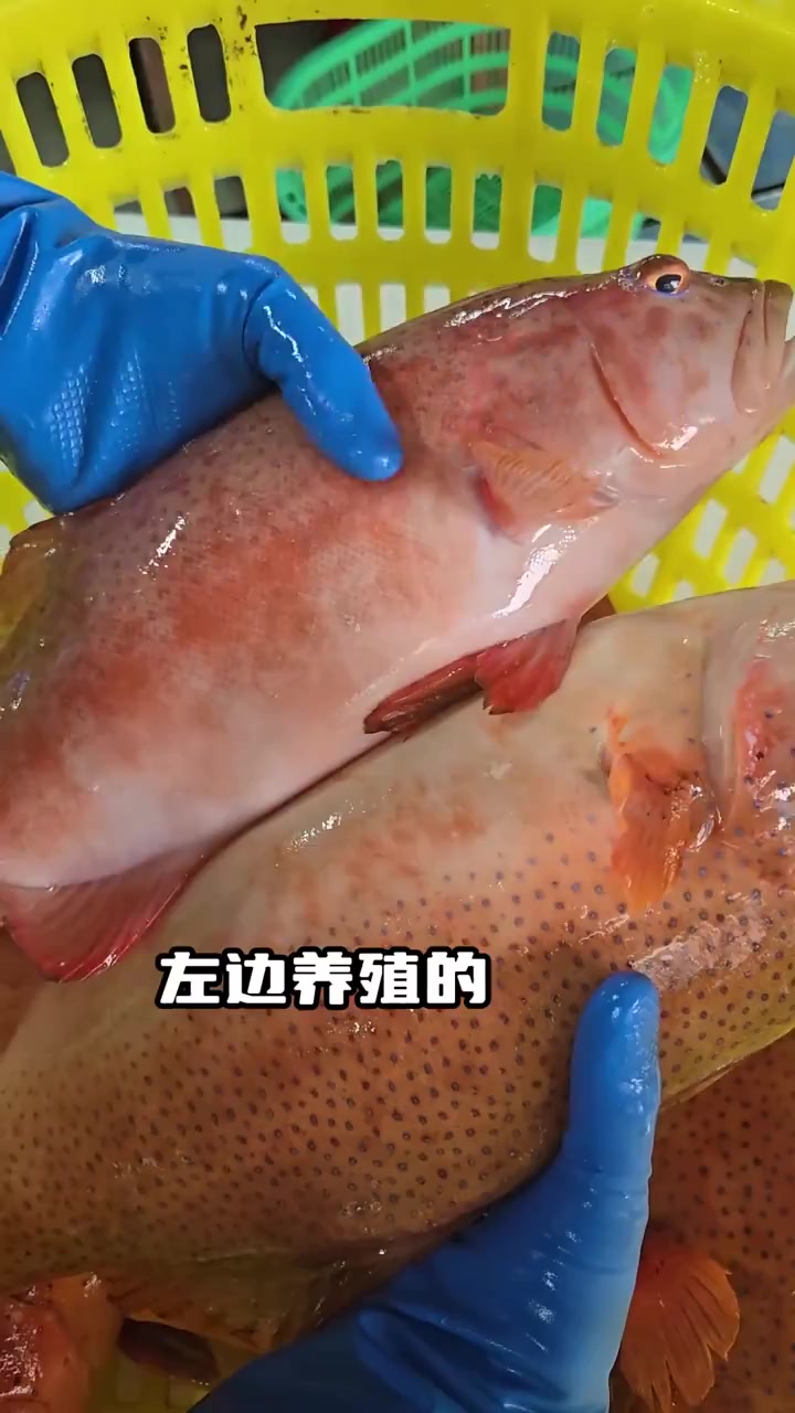 钓东星斑技巧(海钓东星斑多少钱一斤) 钓东星斑技巧(海钓东星斑多少钱一斤)