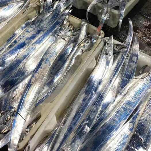 浙江海钓带鱼项目(浙江海钓哪里比较好免费) 浙江海钓带鱼项目(浙江海钓哪里比较好免费)