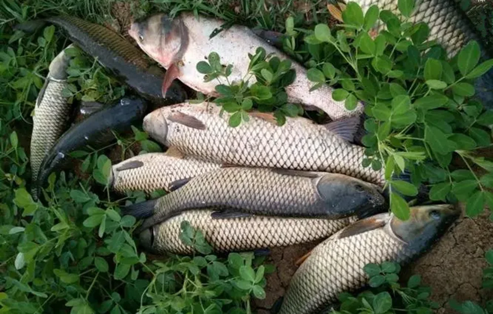 仲秋钓草鱼技巧(仲秋夜钓草鱼钓底还是钓浮) 仲秋钓草鱼技巧(仲秋夜钓草鱼钓底还是钓浮)