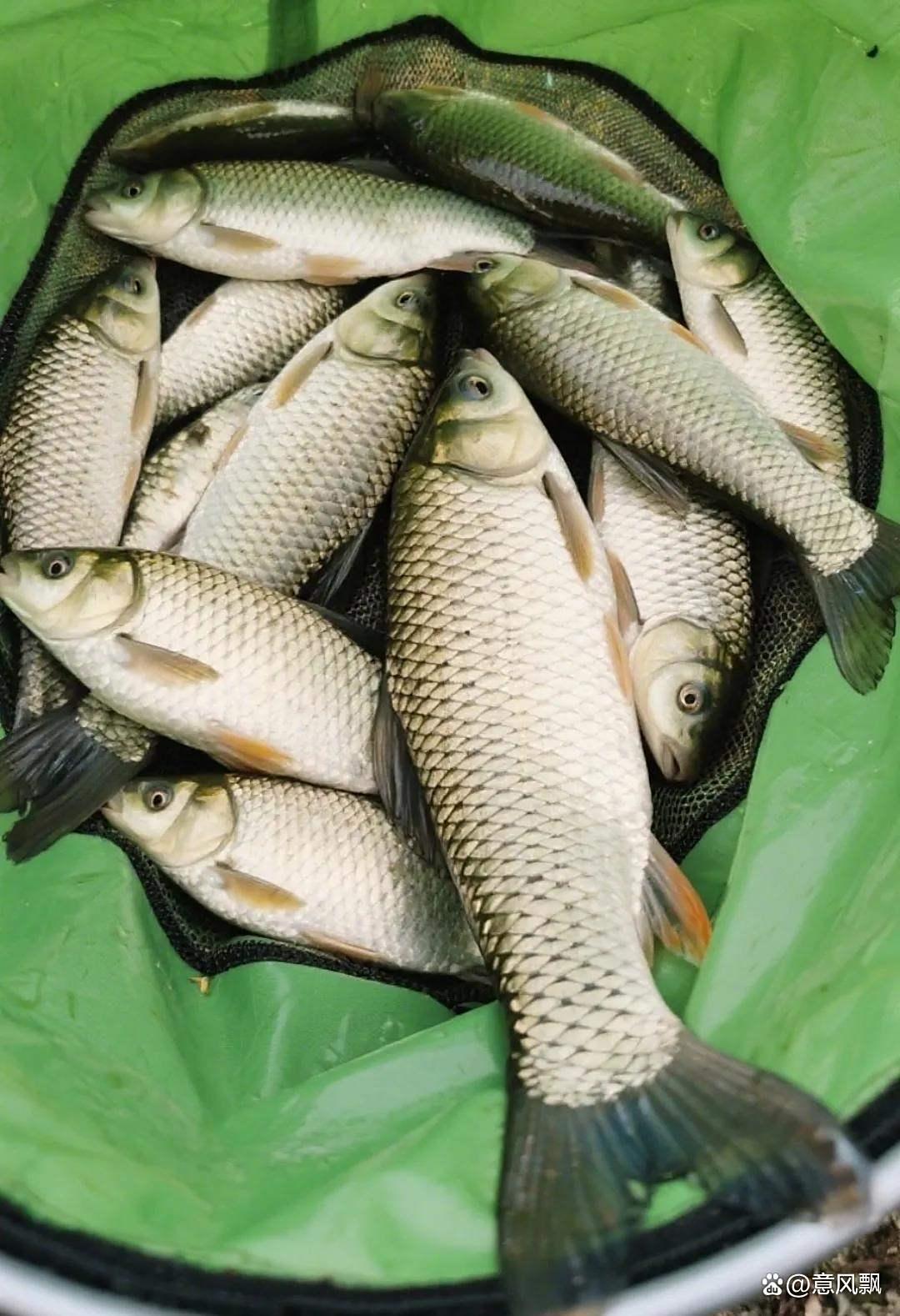 仲秋钓草鱼技巧(仲秋夜钓草鱼钓底还是钓浮) 仲秋钓草鱼技巧(仲秋夜钓草鱼钓底还是钓浮)