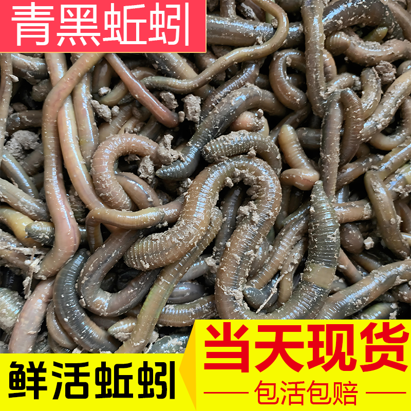 蚯蚓饵料搭配(钓鱼蚯蚓饵料) 蚯蚓饵料搭配(钓鱼蚯蚓饵料)