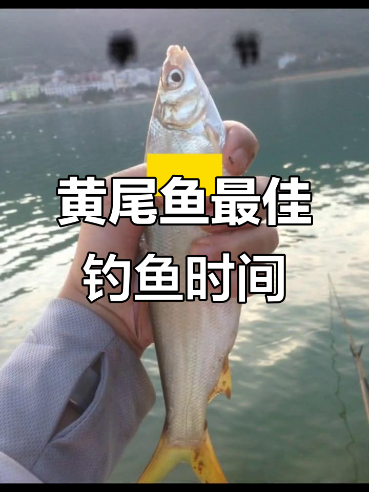 海钓黄尾(海钓黄尾鱼的季节是几月份) 海钓黄尾(海钓黄尾鱼的季节是几月份)