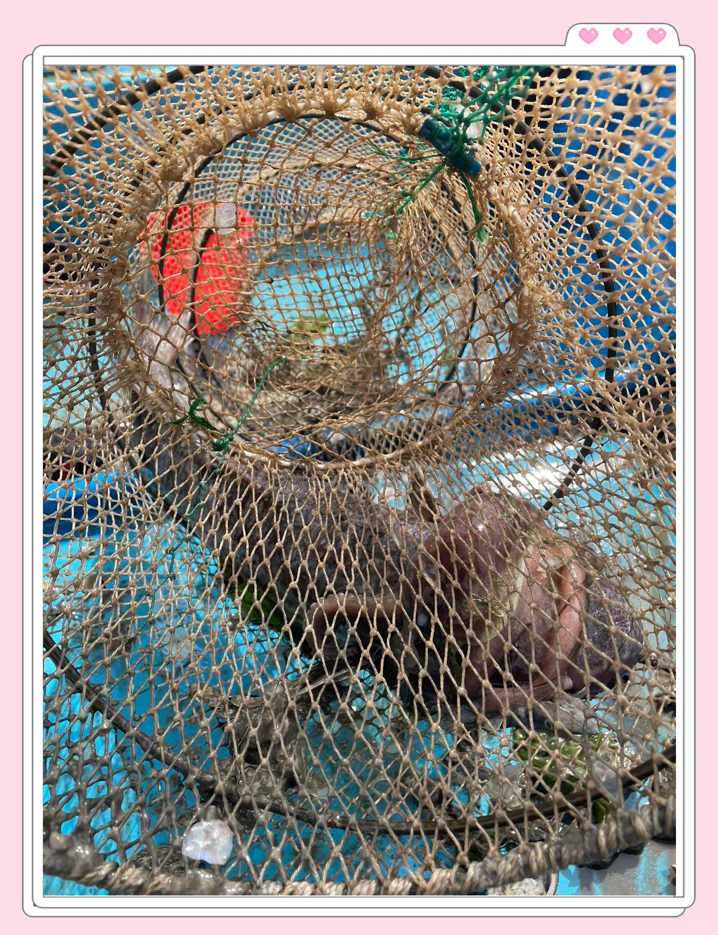 海钓扑鱼笼(抓海鱼 鱼笼 饵料)