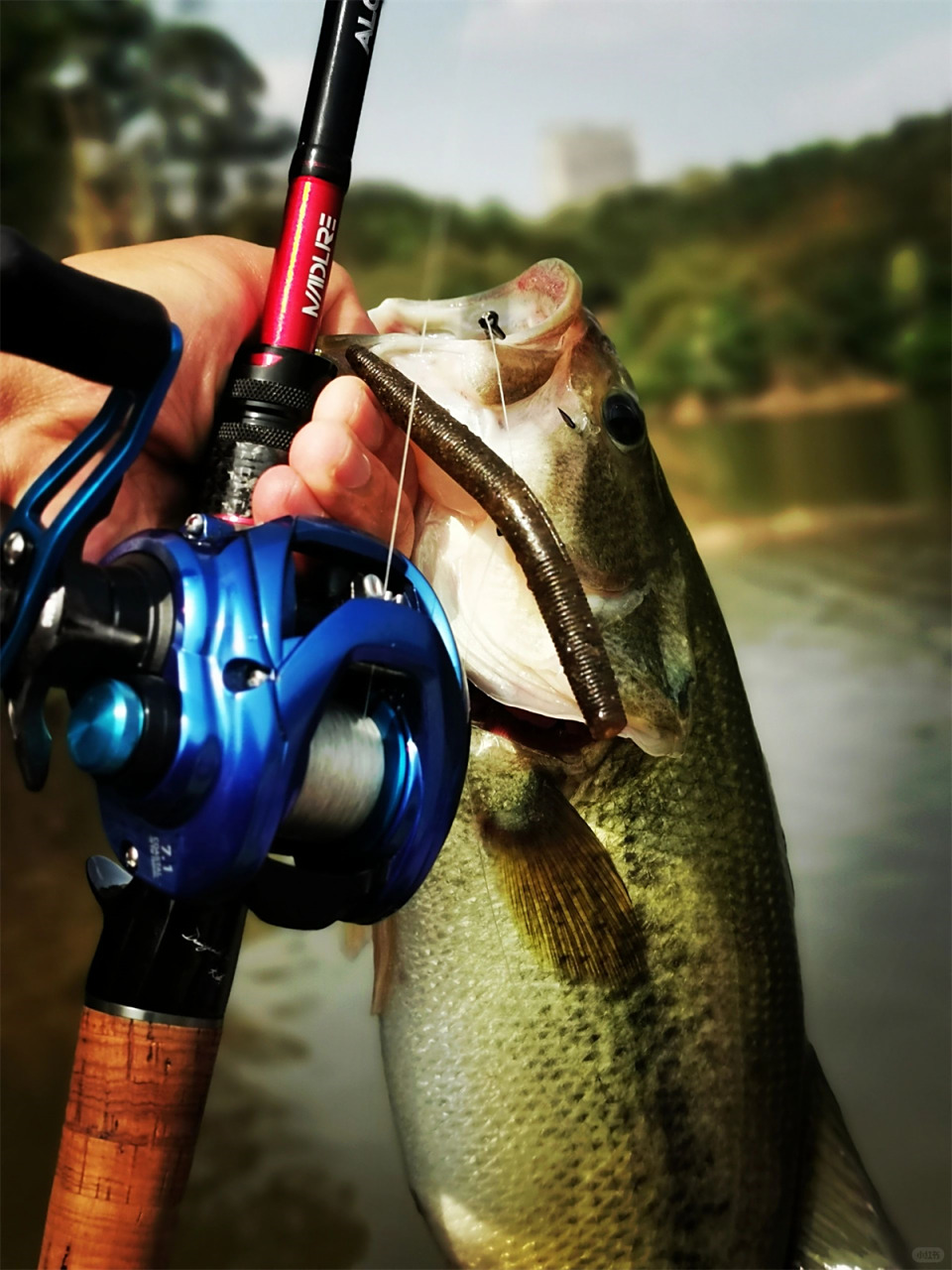 路亚什么路亚比较好(路亚哪款好用) 路亚什么路亚比较好(路亚哪款好用)