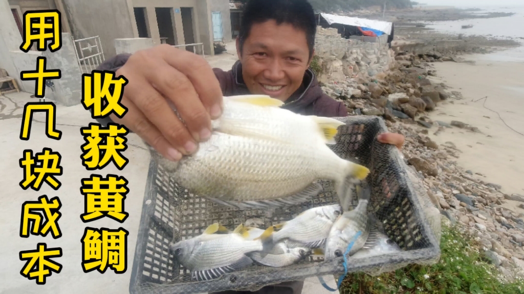 海钓黄鲷鱼(黄鲷鱼与黑鲷鱼的区别) 海钓黄鲷鱼(黄鲷鱼与黑鲷鱼的区别)