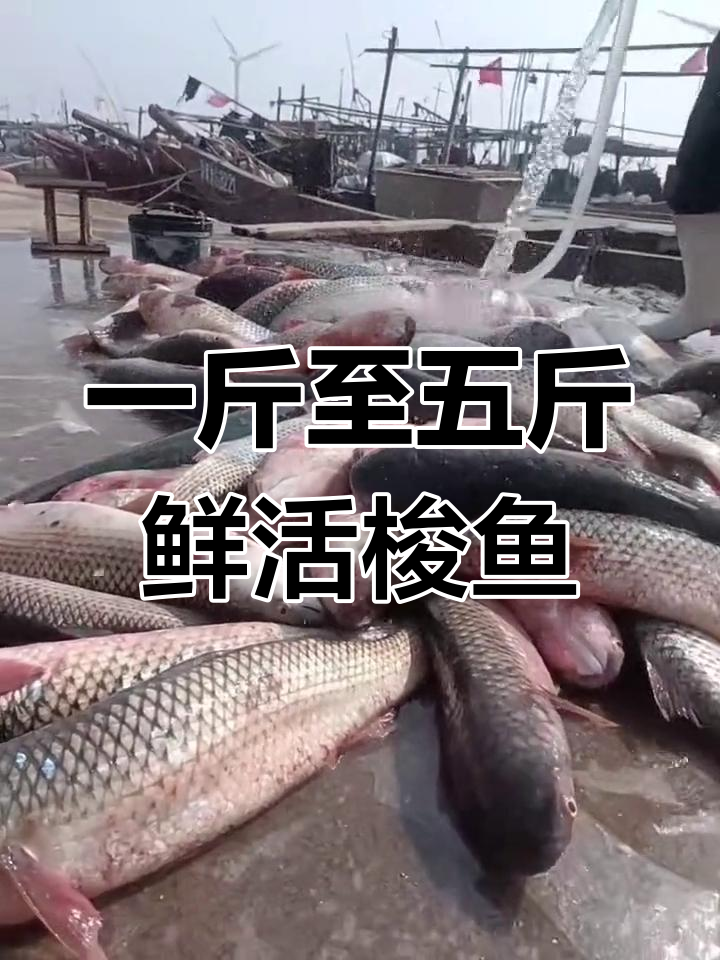 潍坊滨海钓梭鱼(海梭鱼和淡水梭鱼区别图片) 潍坊滨海钓梭鱼(海梭鱼和淡水梭鱼区别图片)
