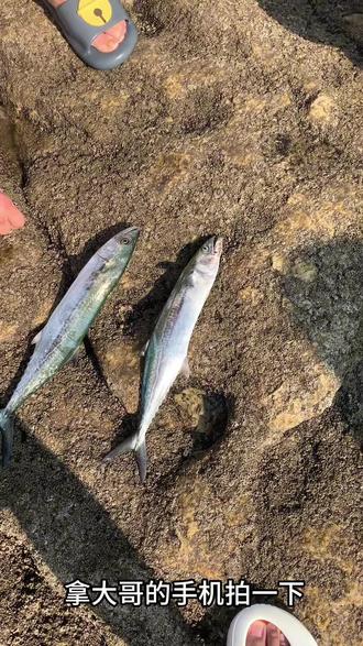 夏天路亚鲅鱼(路亚鲅鱼的最佳时间) 夏天路亚鲅鱼(路亚鲅鱼的最佳时间)