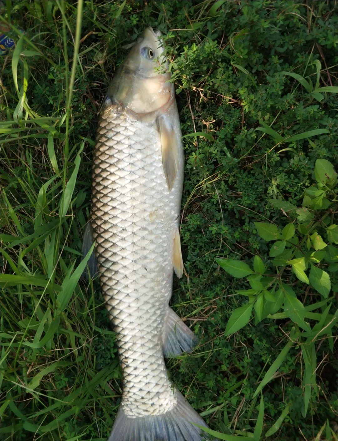钓草鱼路亚(路亚钓草鱼用什么饵最好视频) 钓草鱼路亚(路亚钓草鱼用什么饵最好视频)