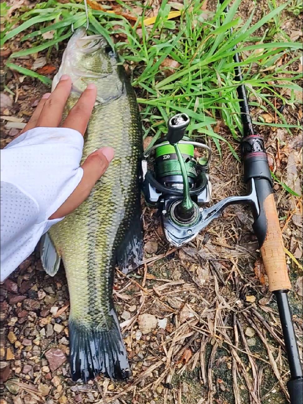路亚钓钓鲈鱼(路亚钓鲈鱼的手法)