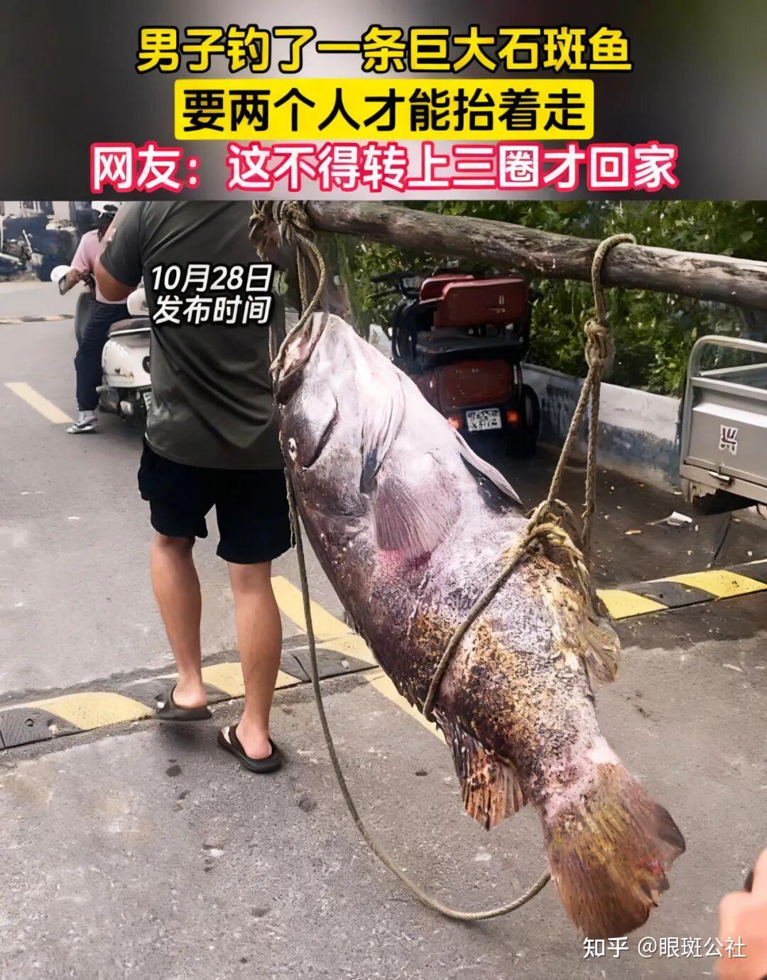 海钓钓龙趸(龙趸鱼多少钱一斤)