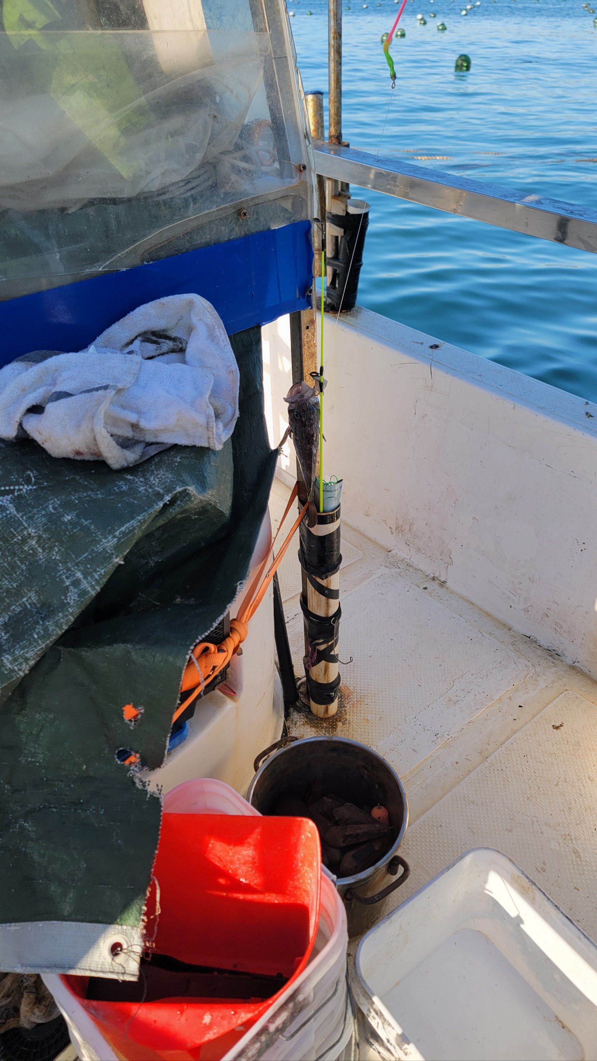 海钓黄腊鲳技巧(鲳鱼吃什么饵料)