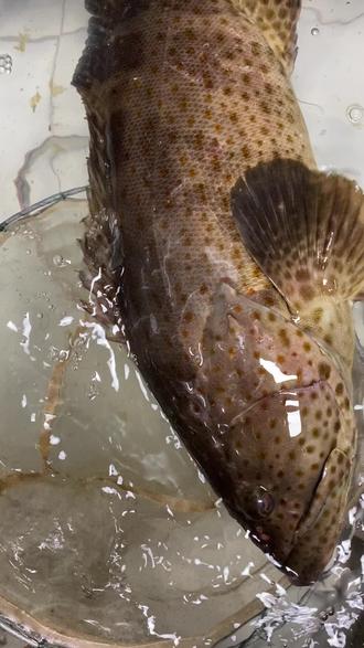 澳头附近海钓点推荐(澳头出海钓鱼) 澳头附近海钓点推荐(澳头出海钓鱼)