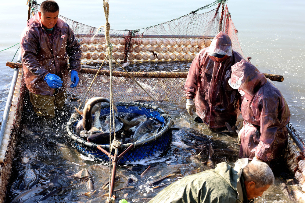 冬天抓鱼技巧视频(冬天抓鱼技巧视频教程)
