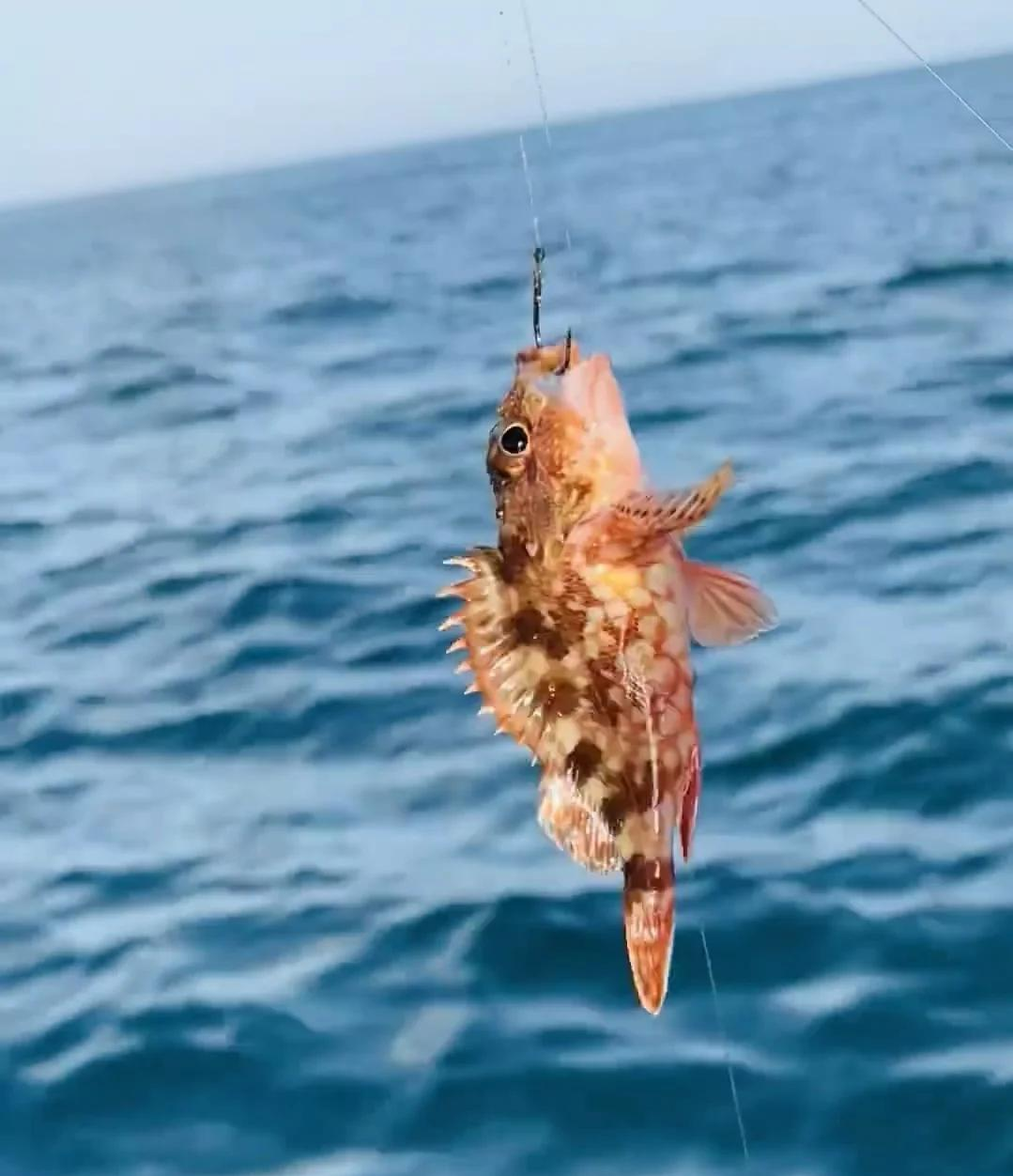 海洋岛海钓(海洋钓鱼视频欣赏)