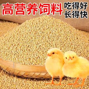 小鸡料饵料配方(小鸡饲料钓什么鱼)