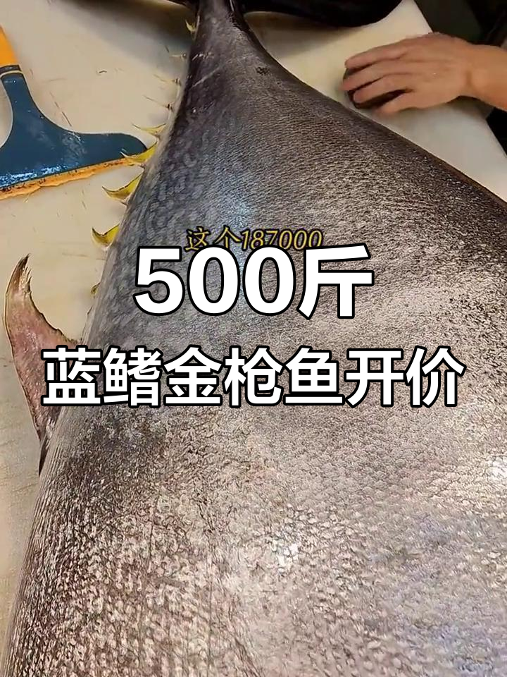 海钓最大金枪鱼(钓到最大的金枪鱼)