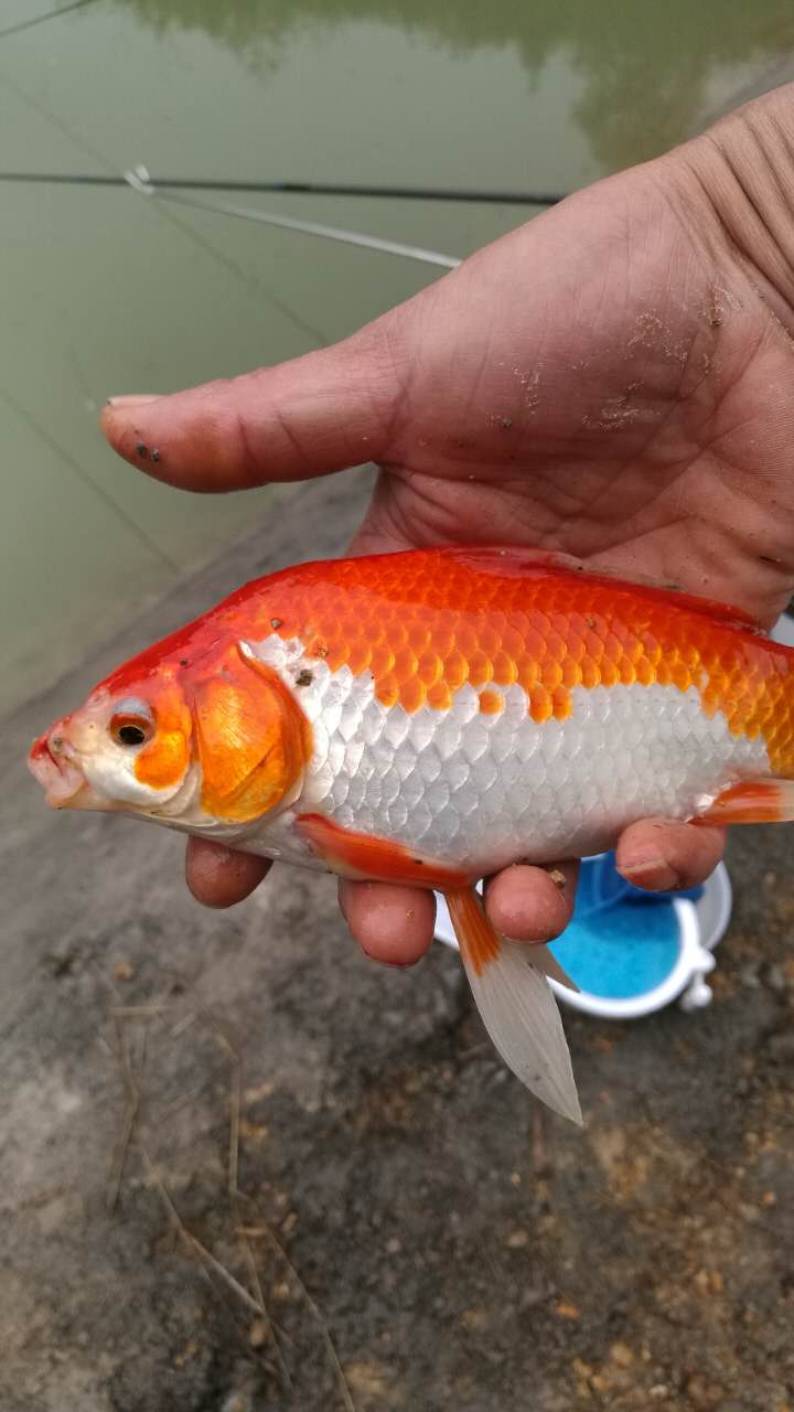 文水哪有渔具店(文水批发市场)