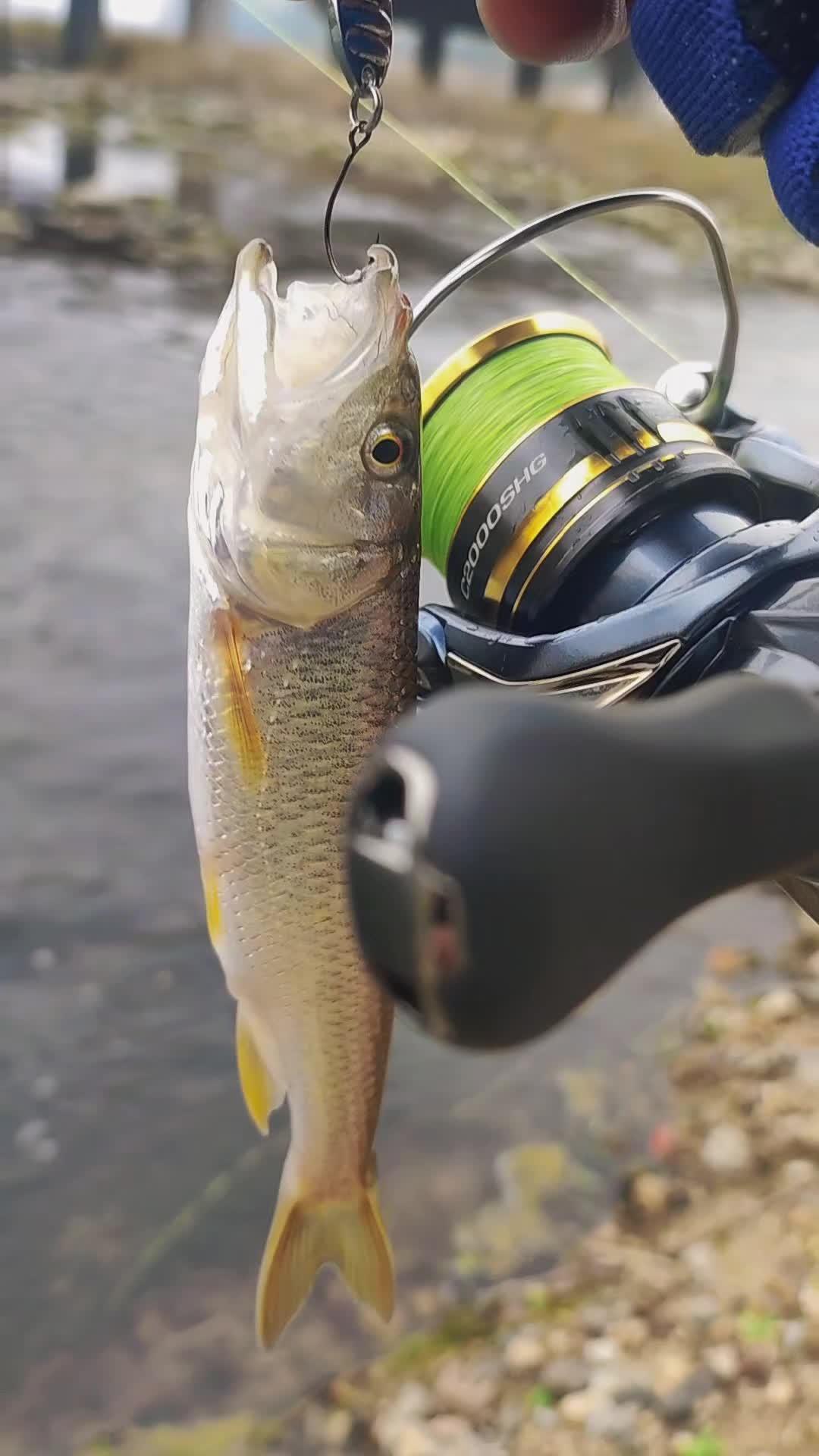 靳江河路亚(靳尚为什么又叫上官大夫)