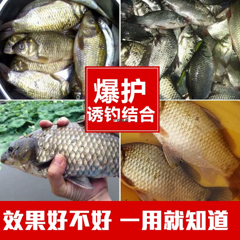 金龙饵料好用吗(金龙饵料配方) 金龙饵料好用吗(金龙饵料配方)