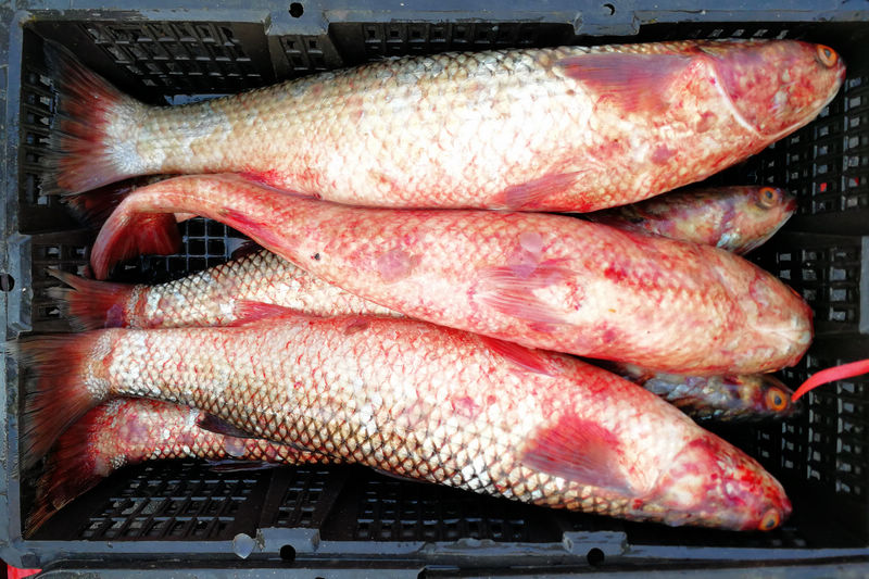 威海钓开凌梭(威海钓海鲈鱼的地方) 威海钓开凌梭(威海钓海鲈鱼的地方)