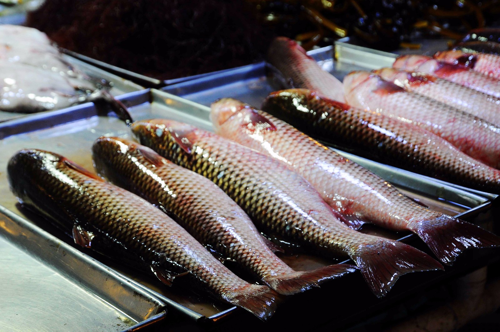 威海钓开凌梭(威海钓海鲈鱼的地方) 威海钓开凌梭(威海钓海鲈鱼的地方)