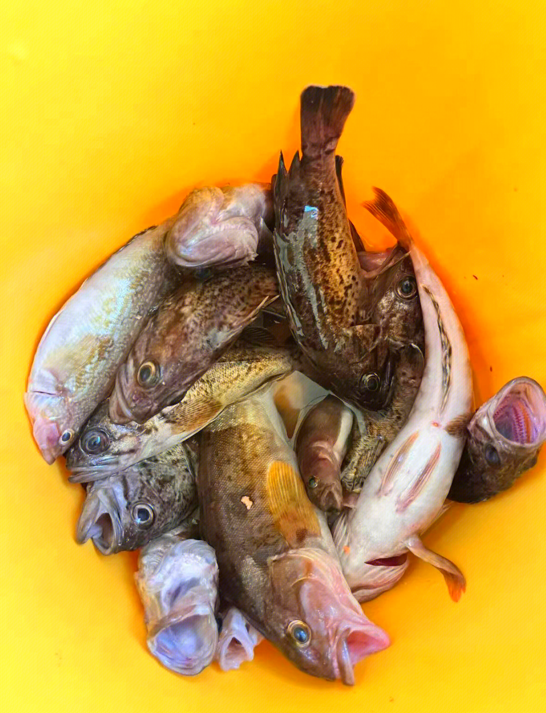 惠来海有海钓吗(惠来海有海钓吗最近)