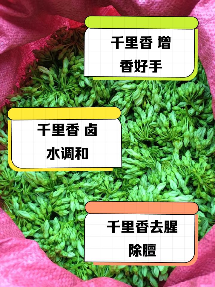 千里香配什么饵料(千里香配什么饵料效果好)