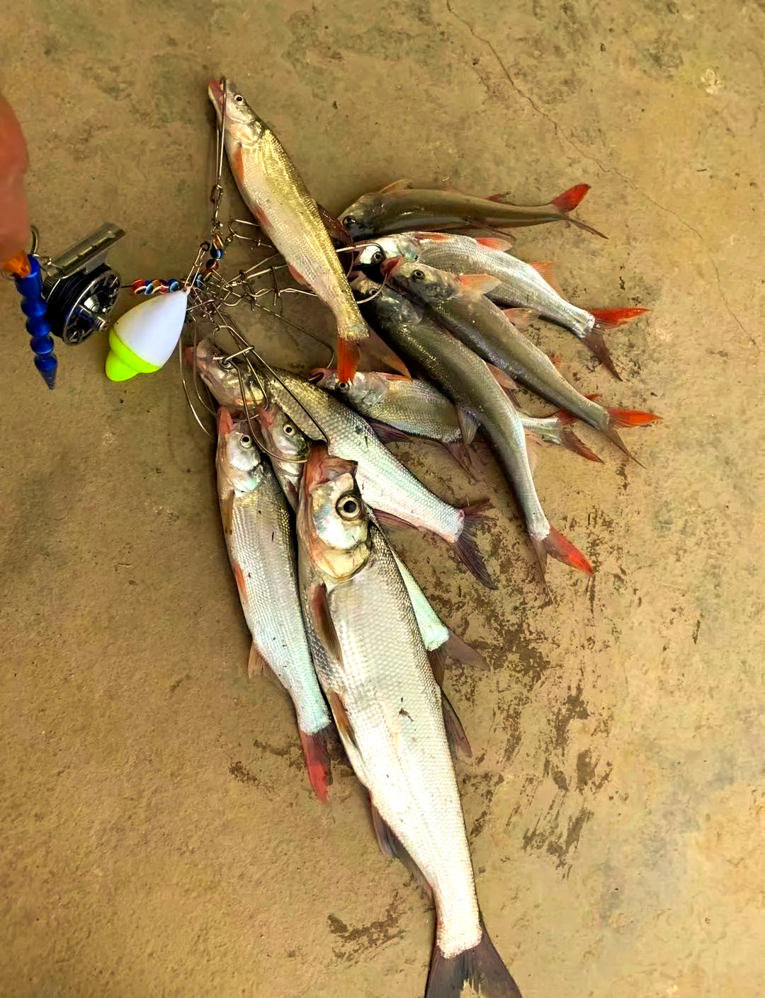 钓白水鱼技巧(钓鱼白水是什么类小药)