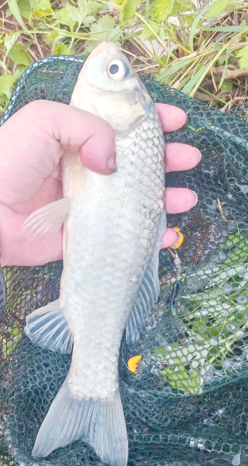 南方流水钓鲤鱼技巧(南方垂钓鲤鱼最佳时间)