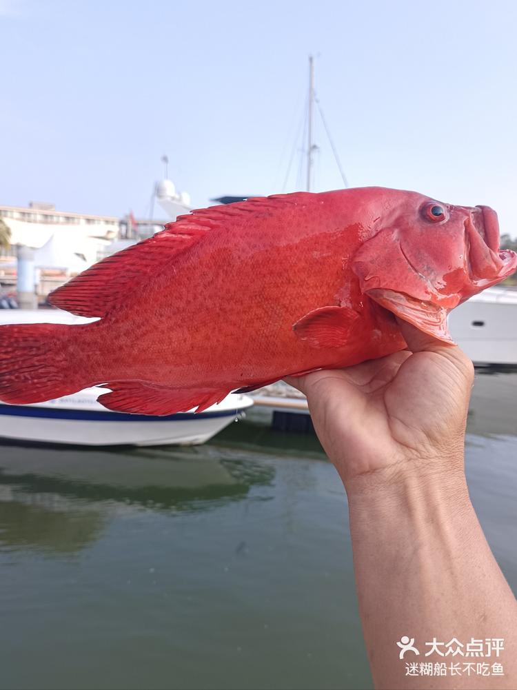 海钓红油鱼(海钓红油鱼蜜制面饵高清视频) 海钓红油鱼(海钓红油鱼蜜制面饵高清视频)