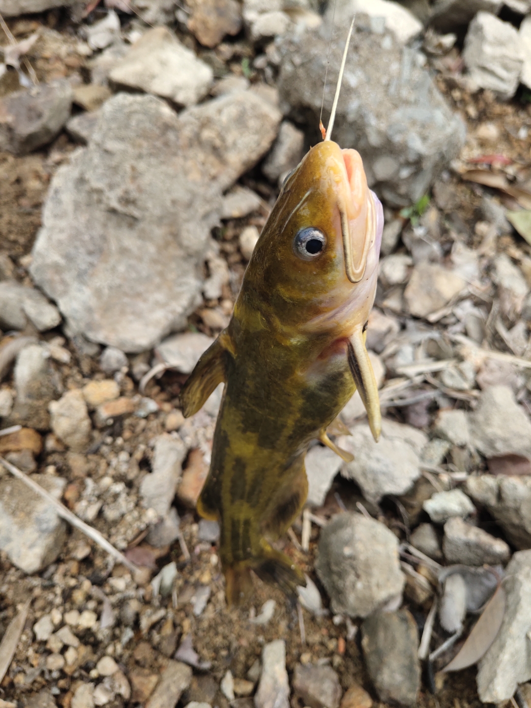 海钓可以钓泥鳅(海钓可以钓泥鳅吗)