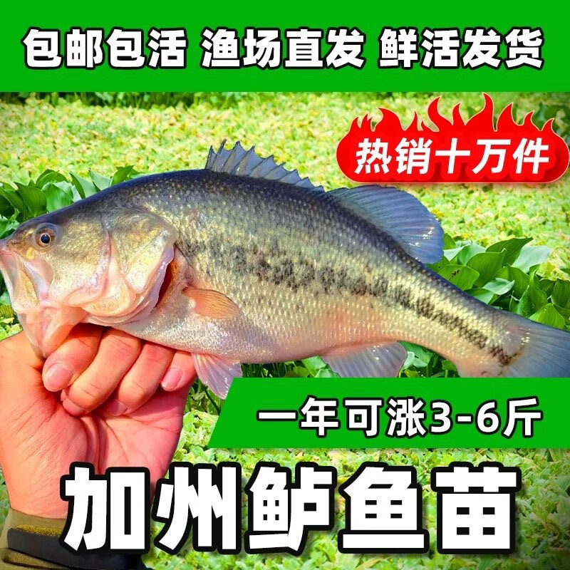 大连淡水鲈鱼路亚(大连海钓鲈鱼)