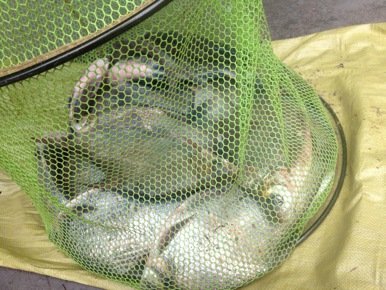 筏钓饵料水下状态(筏钓水底状态)