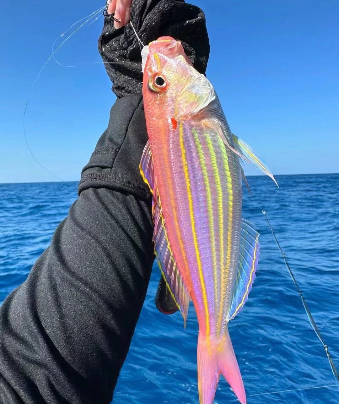 朱家尖海钓有什么鱼(朱家尖哪里可以出海捕鱼)